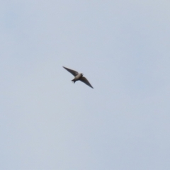 Artamus cyanopterus (Dusky Woodswallow) at Molonglo Valley, ACT - 3 May 2021 by RodDeb