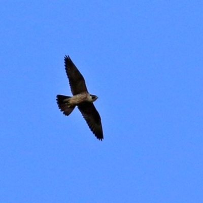 Falco peregrinus (Peregrine Falcon) at Molonglo Valley, ACT - 3 May 2021 by RodDeb