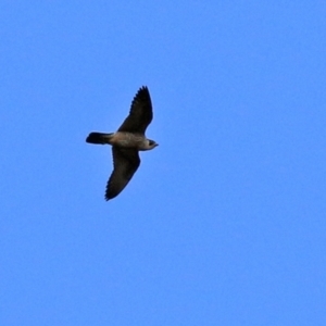 Falco peregrinus at Molonglo Valley, ACT - 3 May 2021