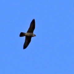 Falco peregrinus at Molonglo Valley, ACT - 3 May 2021 01:44 PM