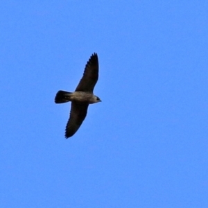 Falco peregrinus at Molonglo Valley, ACT - 3 May 2021