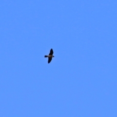 Falco peregrinus at Molonglo Valley, ACT - 3 May 2021 01:44 PM