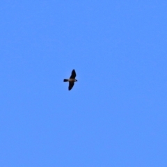 Falco peregrinus at Molonglo Valley, ACT - 3 May 2021