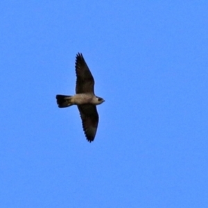 Falco peregrinus at Molonglo Valley, ACT - 3 May 2021 01:44 PM