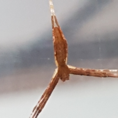 Asianopis sp. (genus) (Net-casting spider) at Sullivans Creek, Lyneham South - 3 May 2021 by trevorpreston