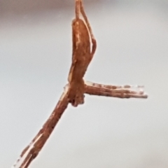 Asianopis sp. (genus) at Lyneham, ACT - 4 May 2021