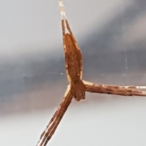 Asianopis sp. (genus) at Lyneham, ACT - 4 May 2021