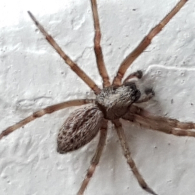 Badumna (genus) (Lattice-web spider) at Lyneham, ACT - 4 May 2021 by trevorpreston