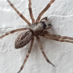 Badumna sp. (genus) at Lyneham, ACT - 4 May 2021 09:02 AM