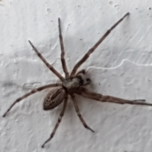 Badumna sp. (genus) at Lyneham, ACT - 4 May 2021