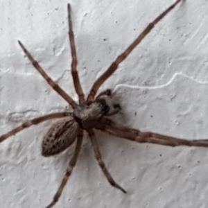 Badumna sp. (genus) at Lyneham, ACT - 4 May 2021