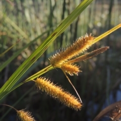 Carex fascicularis (Tassel Sedge) at Isabella Pond - 4 Mar 2021 by michaelb