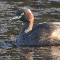 Tachybaptus novaehollandiae (Australasian Grebe) at Monash, ACT - 4 Mar 2021 by MichaelBedingfield