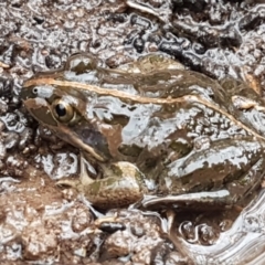 Limnodynastes tasmaniensis (Spotted Grass Frog) at Bruce, ACT - 4 May 2021 by trevorpreston