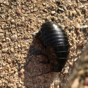 Panesthia australis at Garran, ACT - 19 Apr 2021 04:10 PM