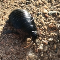 Panesthia australis at Garran, ACT - 19 Apr 2021 04:10 PM