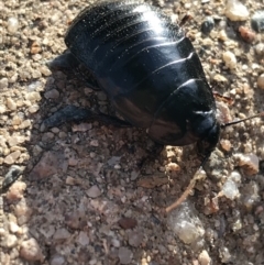 Panesthia australis at Garran, ACT - 19 Apr 2021 04:10 PM