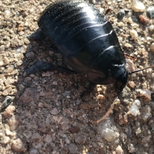 Panesthia australis at Garran, ACT - 19 Apr 2021 04:10 PM