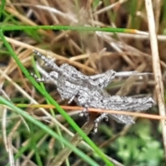 Coryphistes ruricola (Bark-mimicking Grasshopper) at Bruce, ACT - 4 May 2021 by trevorpreston