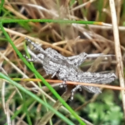 Coryphistes ruricola (Bark-mimicking Grasshopper) at Black Mountain - 4 May 2021 by trevorpreston