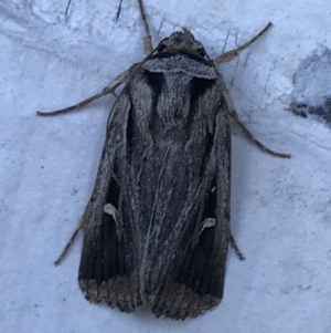 Proteuxoa undescribed species near paragypsa at Phillip, ACT - 21 Apr 2021