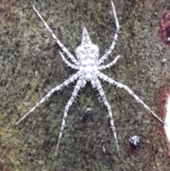 Tamopsis sp. (genus) (Two-tailed spider) at Bruce, ACT - 4 May 2021 by trevorpreston