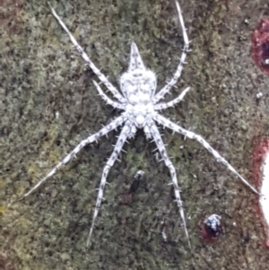 Tamopsis sp. (genus) at Bruce, ACT - 4 May 2021