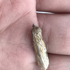 Ciampa arietaria (Brown Pasture Looper Moth) at Phillip, ACT - 21 Apr 2021 by Tapirlord
