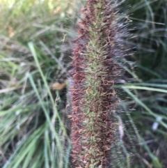 Cenchrus purpurascens (Swamp Foxtail) at Phillip, ACT - 22 Apr 2021 by Tapirlord