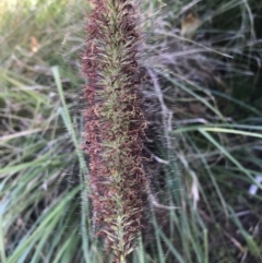 Cenchrus purpurascens at Phillip, ACT - 22 Apr 2021 01:10 PM