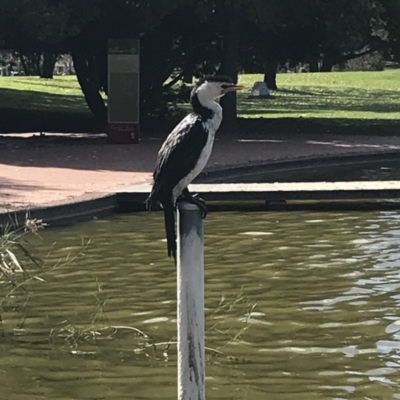 Microcarbo melanoleucos (Little Pied Cormorant) at Phillip, ACT - 22 Apr 2021 by Tapirlord