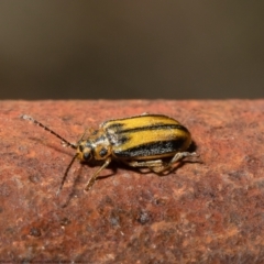 Xanthogaleruca luteola (Elm leaf beetle) at Bellmount Forest, NSW - 3 May 2021 by Roger