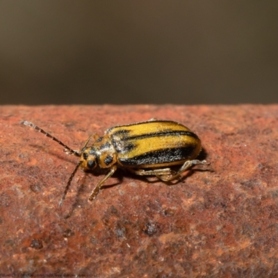 Xanthogaleruca luteola (Elm leaf beetle) at Bellmount Forest, NSW - 3 May 2021 by Roger