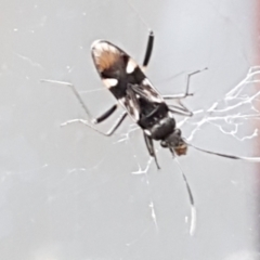 Dieuches sp. (genus) (A seed bug) at Sullivans Creek, Lyneham South - 4 May 2021 by trevorpreston