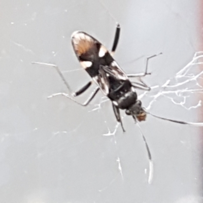 Dieuches sp. (genus) (Black and White Seed Bug) at Lyneham, ACT - 4 May 2021 by tpreston