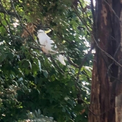 Cacatua galerita (Sulphur-crested Cockatoo) at Aranda, ACT - 3 May 2021 by KMcCue