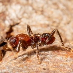 Reduviidae sp. (family) at Black Mountain - 3 May 2021 by Roger