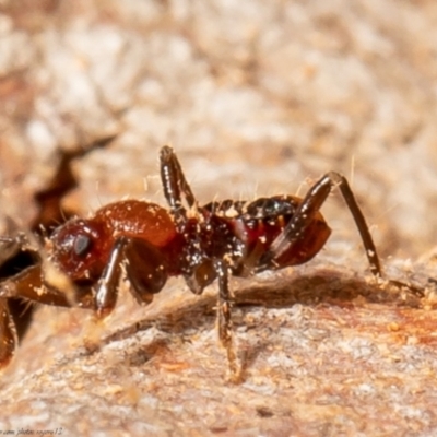 Unidentified Assassin bug (Reduviidae) at Bruce, ACT - 3 May 2021 by Roger
