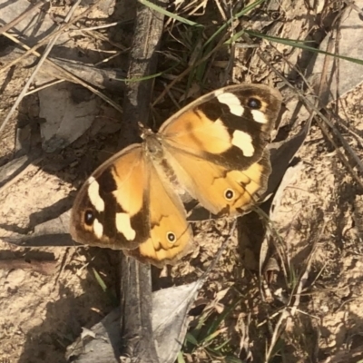 Heteronympha merope (Common Brown Butterfly) at Aranda Bushland - 2 May 2021 by KMcCue