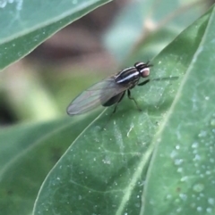 Poecilohetaerus aquilus (A lauxaniid fly) at Yarralumla, ACT - 2 May 2021 by NedJohnston