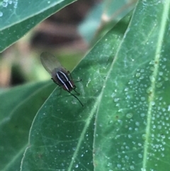 Poecilohetaerus aquilus at Yarralumla, ACT - 2 May 2021