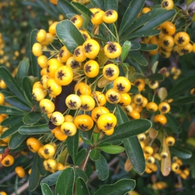 Pyracantha fortuneana (Firethorn) at Lake Burley Griffin West - 2 May 2021 by Ned_Johnston