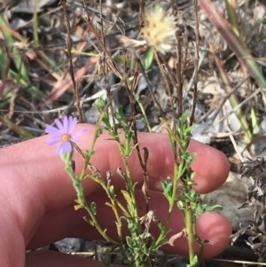 Vittadinia cuneata var. cuneata at Yarralumla, ACT - 2 May 2021