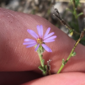 Vittadinia cuneata var. cuneata at Yarralumla, ACT - 2 May 2021