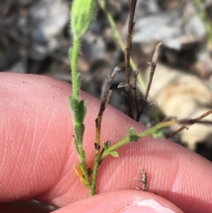 Vittadinia cuneata var. cuneata at Yarralumla, ACT - 2 May 2021