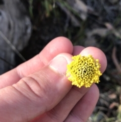 Craspedia variabilis (Common Billy Buttons) at Cotter River, ACT - 24 Apr 2021 by Tapirlord