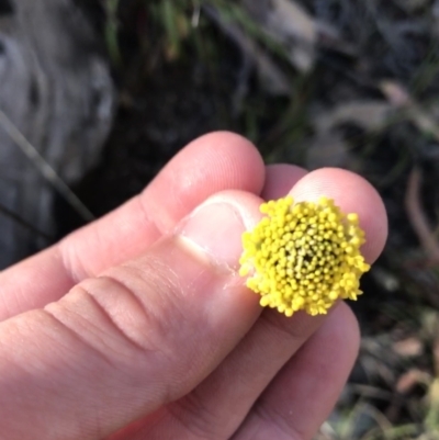 Craspedia variabilis (Common Billy Buttons) at Cotter River, ACT - 25 Apr 2021 by Tapirlord