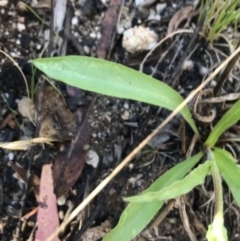 Craspedia variabilis at Cotter River, ACT - 25 Apr 2021