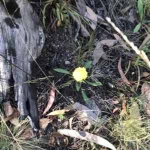 Craspedia variabilis at Cotter River, ACT - 25 Apr 2021