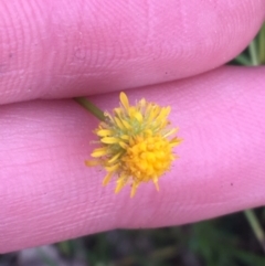 Calotis lappulacea (Yellow Burr Daisy) at Yarralumla, ACT - 2 May 2021 by NedJohnston